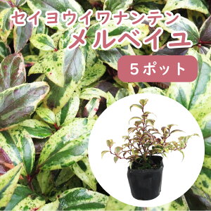 南天 苗の人気商品 通販 価格比較 価格 Com