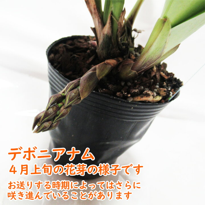 楽天市場 1 11日から発送開始 花芽１個付き シンビジウム 原種 デボニアナム 4号 12cm ポット ニホンミツバチを誘引する ミツバチ蘭 キンリョウヘン 金稜辺 茶色花 富士園芸楽天市場店