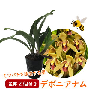 �y �ԉ�2�t�� �z�V���r�W�E�� ���� �u �f�{�j�A�i�� �v4��(12cm)�|�b�g �j�z���~�c�o�`��U������@�~�c�o�`�� �L�������E�w�� ���ŕ� ���F��