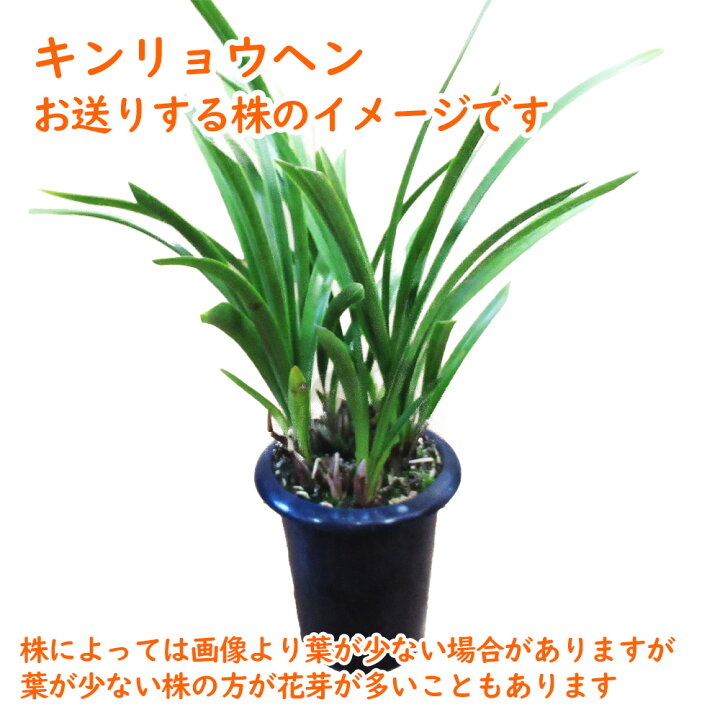 楽天市場】【 花芽5個付き株 】キンリョウヘン（ 金稜辺 ）5号鉢 