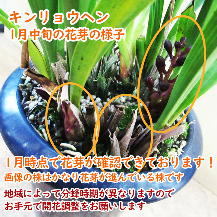 楽天市場】【 花芽5個付き株 】キンリョウヘン（ 金稜辺 ）5号鉢 