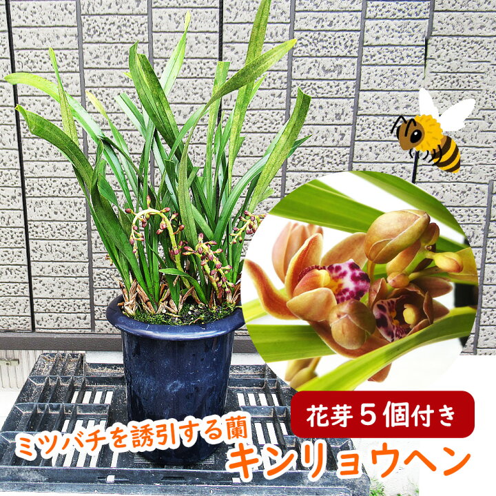 楽天市場】【 花芽5個株 】キンリョウヘン（ 金稜辺 ）5号鉢 