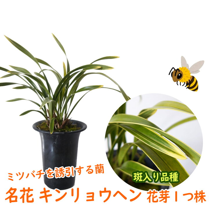 楽天市場】名花キンリョウヘン（ 金稜辺 ）10.5cm号ポット 花芽