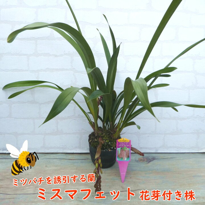 ミスマフェット。花芽1個。5鉢セット。蜜蜂誘引蘭。日本蜜蜂 4寸。ミスマ