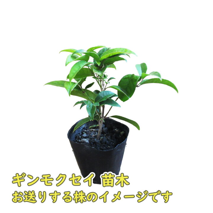 楽天市場】ギンモクセイ 苗 苗木 9cmポット 樹高約10cm 銀木犀 三大 