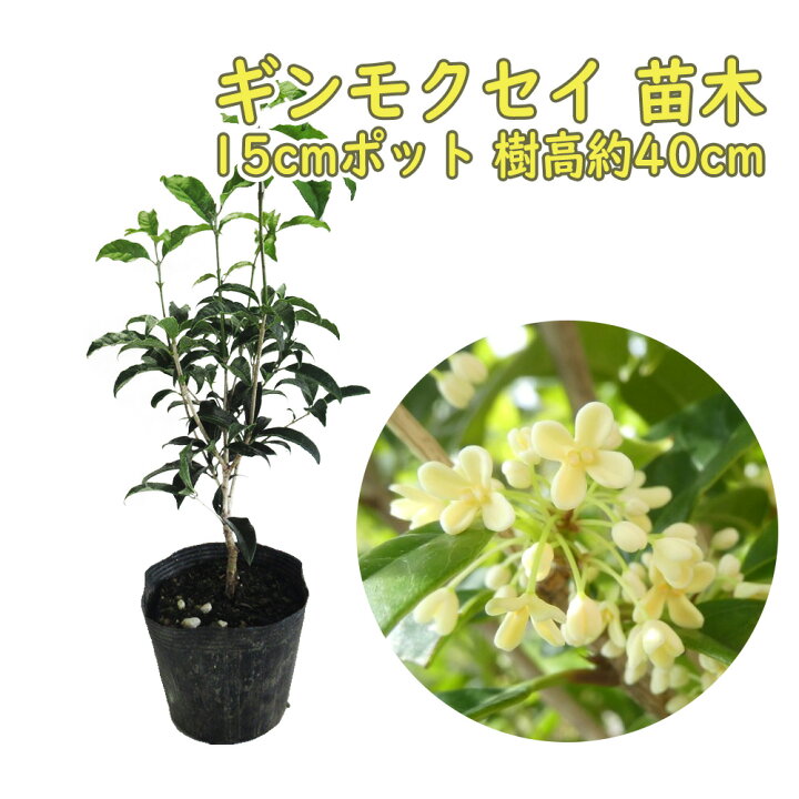 楽天市場】ギンモクセイ 苗 苗木 15cmポット 樹高約40cm 銀木犀 三大 