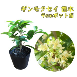 MNZC c c 9cm|bg 10cm ؍ O十 A  _ V{c[ |v CXg|v ؍