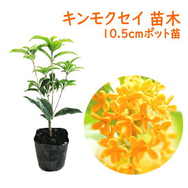キンモクセイ 苗 苗木 10.5cmポット苗 金木犀 三大香木 植木 庭木 生垣 シンボルツリー ポプリ モイストポプリ