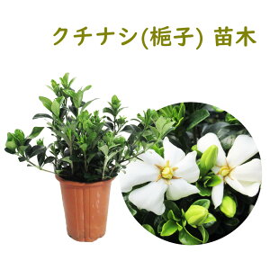 苗 クチナシ 植木 盆栽の人気商品 通販 価格比較 価格 Com