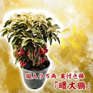 ������ ���� �u ����Q ( �A�P�{�m�^�C�z�E ) �v ���t���� 6���� ������25�`30cm �}�������E ���N�� ���Z������ ���� �N�� �N�n �n�i�^�`�o�i ���u�^�`�o�i �A�J�L �A�J�M