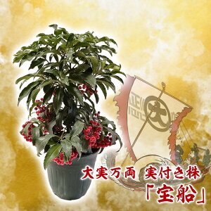 ��� ���� �u ��D ( ������Ԃ� ) �v ���t���� 6���� ������25�`30cm �}�������E ���N�� ���Z������ ���� �N�� �N�n �n�i�^�`�o�i ���u�^�`�o�i �A�J�L �A�J�M