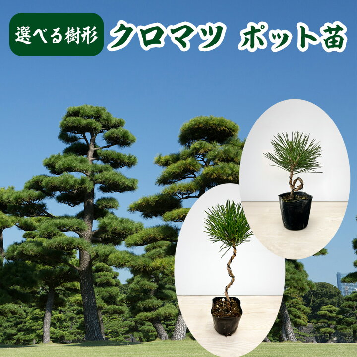 楽天市場】選べる樹形 クロマツ 9cmポット苗 苗木 樹高約20cm 昇竜 