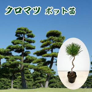 N}c 9cm|bgc c 20cm   }c ̖ ~ A  _ V{c[ Ύ