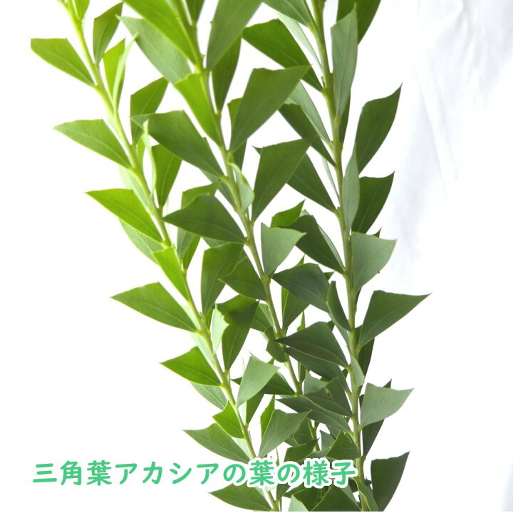 楽天市場 選べる 変わり種 ミモザアカシア 苗 苗木 6号鉢 樹高約40 50cm プルプレア 三角葉アカシア アカシア ミモザ ギンヨウアカシア 銀 葉アカシア 銀葉 シルバーリーフ 庭木 生垣 庭木 鉢物 シンボルツリー 記念樹 プレゼント ギフト 富士園芸楽天市場店 楽天市場 選べる 変わり種 ミモザアカシア 苗 苗木 6号鉢 樹高約40 50cm プルプレア 三角葉アカシア アカシア ミモザ ギンヨウアカシア 銀 葉アカシア 銀葉 シルバーリーフ 庭木 生垣 庭木 鉢物 シンボルツリー 記念樹 プレゼント ギフト 富士園芸楽天市場店