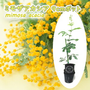 ~UAJVA 9cm|bg c c 30cm AJVA ~U MEAJVA tAJVA t Vo[[t  _   V{c[ LO v[g Mtg