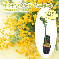 楽天市場】ミモザ パールアカシアの通販