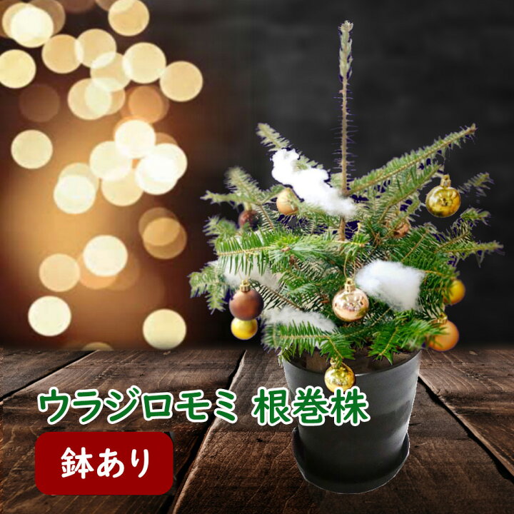 楽天市場】【 鉢あり 】ウラジロモミ 植え込み株 クリスマスツリー 