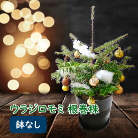 【 鉢なし 】 ウラジロモミ 根巻株 クリスマスツリー 樹高約40〜50cm前後 個体差あります 今年は本物のクリスマスツリーを！ ※鉢・オーナメントはついていません モミノキ モミの木 苗 苗木 本物 もみの木 クリスマスツリー 生ツリー 常緑樹 針葉樹 裏白 庭木