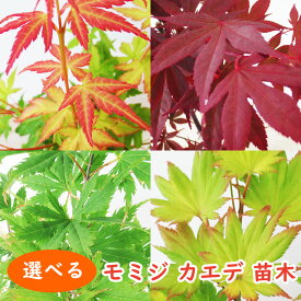 選べる 【 モミジ カエデ 苗木 】 12cmロングポット 樹高約40cm 紅葉 楓 美峰 みほう びほう 日笠山 ひかさやま 桂 猩々野村 野村 獅子頭 置霜 おきしも 黄金板屋 黄金イタヤ 金隠れ 隠れ笠 紅鏡 緋の司 ひのつかさ オレンジドリーム 庭木 盆栽