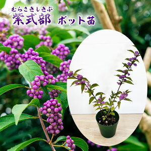 u TLVLu v |bgc 10.5cm|bg c c ~TL  RS ĕ RmL Ė  A V{c[