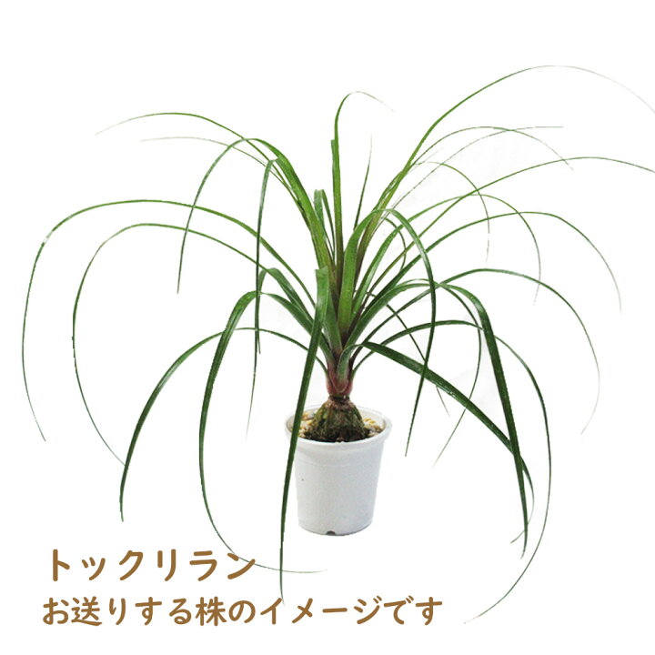 楽天市場】観葉植物 「 トックリラン 」 4号鉢 ノリナ ポニーテール 