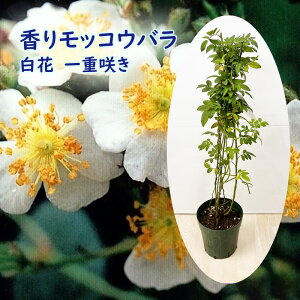 胂bREo y d炫z c c 6 40cm ؍ ؍KN  _ A  K[fjO  IxXN V{c[ LO v[g Mtg