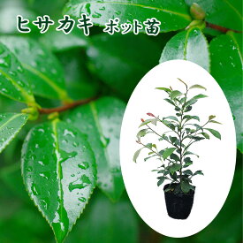 ヒサカキ 苗 苗木 10.5cmポット苗 榊 非榊 姫榊 ? 神道 神事 お供え 植木 庭木 常緑樹