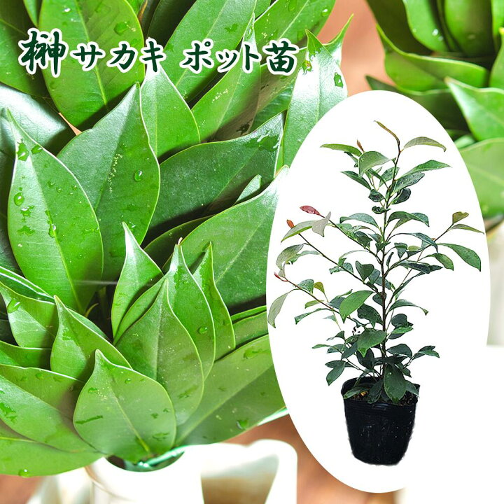 楽天市場】サカキ 苗 苗木 10.5cmポット苗【 まとめ買いがお得！ 】榊 