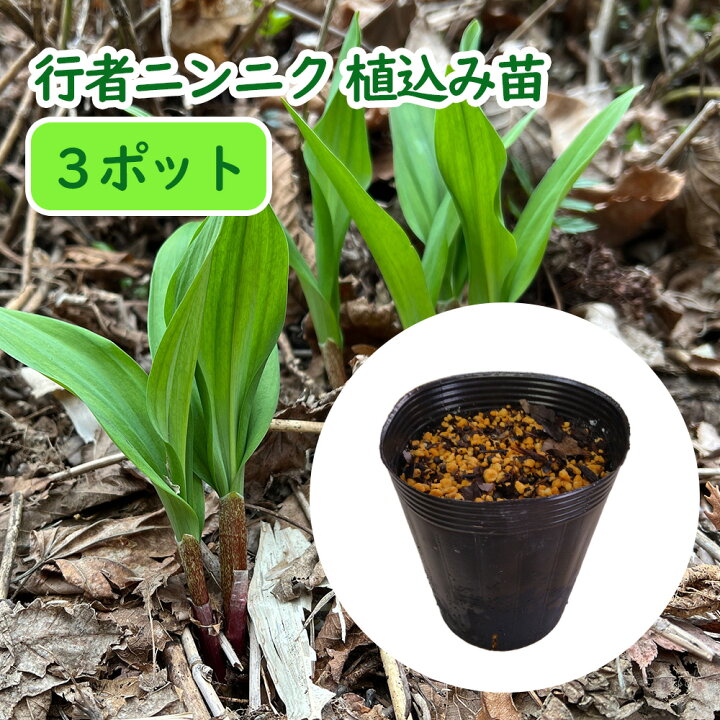 楽天市場】行者ニンニク 植え込み苗【3ポット】12cmポットに3芽