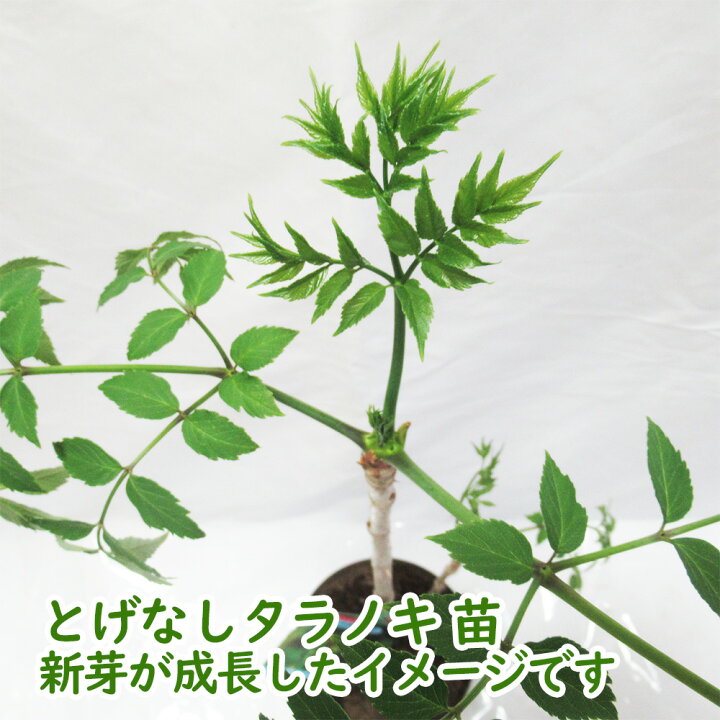 楽天市場】タラノキ 「 とげなしタラノキ 5株 」苗 苗木 4.5号鉢 
