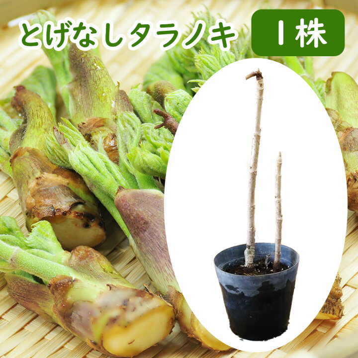 楽天市場】【2/19(水)より出荷開始！】タラノキ 「 とげなしタラノキ 