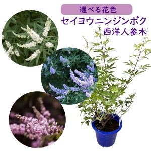 IׂԐFu ZCEjW{N v 6 50cm c c mlQ JCGjW{N `FXgc[ `FXgx[ Cm̃RVE NYybp[  A V{c