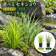 選べる 石菖 セキショウ 7.5cmポット苗 黄金 斑入り アコルス 常緑多年草 水辺 グランドカバー
