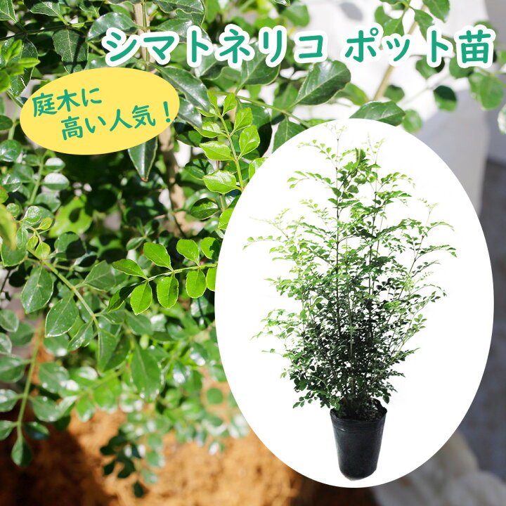 楽天市場】「 シマトネリコ 」15cmロングポット 苗木 樹高約60cm 島戸 