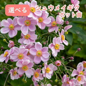 yԏIzIׂi VECMN He 12cm|bg c nhXx  ͂ MDe LulMN A  K[fjO VF[hK[f