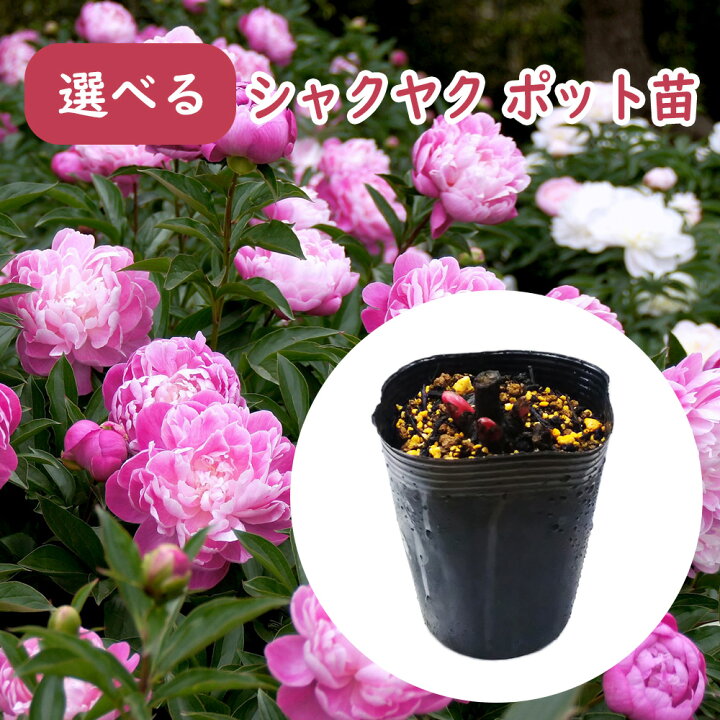 楽天市場】選べる「 シャクヤク ( 芍薬 ) ポット苗 」12cmポット 庭木 