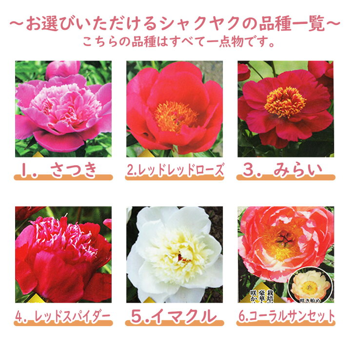 楽天市場 選べる全36種 シャクヤク 芍薬 苗 苗木 ６号鉢 全て一点物です 庭木 生垣 植木 造園 ガーデニング シンボルツリー 記念樹 プレゼント ギフト 富士園芸楽天市場店