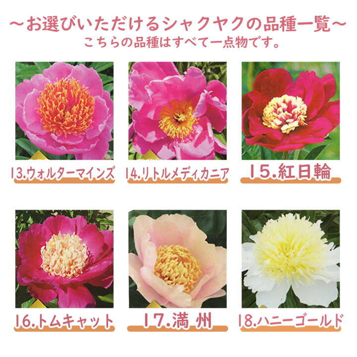 楽天市場 選べる全36種 シャクヤク 芍薬 苗 苗木 ６号鉢 全て一点物です 庭木 生垣 植木 造園 ガーデニング シンボルツリー 記念樹 プレゼント ギフト 富士園芸楽天市場店