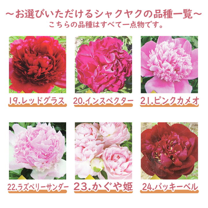 楽天市場 選べる全36種 シャクヤク 芍薬 苗 苗木 ６号鉢 全て一点物です 庭木 生垣 植木 造園 ガーデニング シンボルツリー 記念樹 プレゼント ギフト 富士園芸楽天市場店
