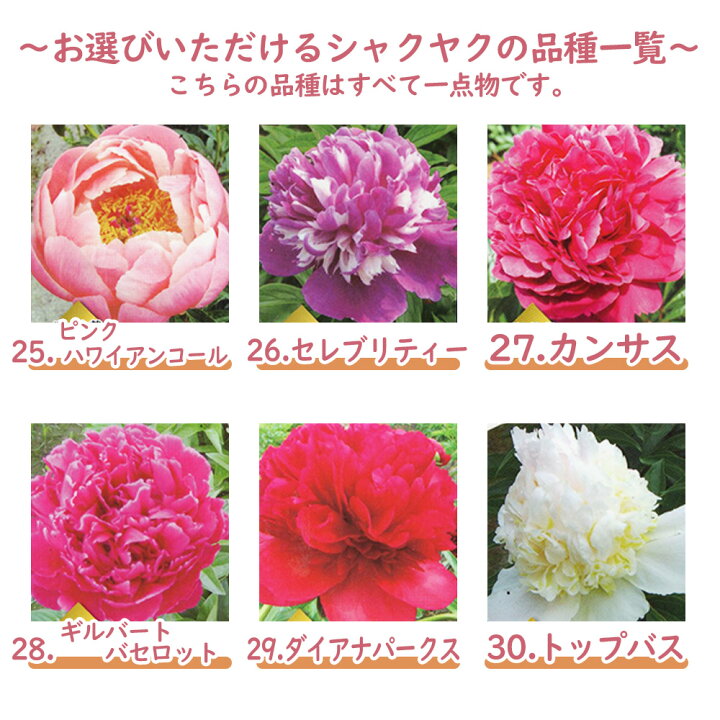 楽天市場 選べる全36種 シャクヤク 芍薬 苗 苗木 ６号鉢 全て一点物です 庭木 生垣 植木 造園 ガーデニング シンボルツリー 記念樹 プレゼント ギフト 富士園芸楽天市場店
