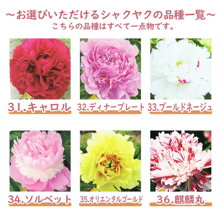 楽天市場 選べる全36種 シャクヤク 芍薬 苗 苗木 ６号鉢 全て一点物です 庭木 生垣 植木 造園 ガーデニング シンボルツリー 記念樹 プレゼント ギフト 富士園芸楽天市場店