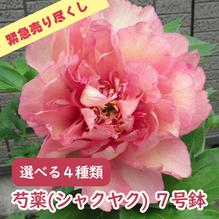 楽天市場 緊急売り尽くし 選べる4種類 シャクヤク 芍薬 苗 苗木 7号鉢 お届け時には花終わりの可能性もあります 庭木 生垣 植木 造園 ガーデニング シンボルツリー 記念樹 プレゼント ギフト 富士園芸楽天市場店 楽天市場 緊急売り尽くし 選べる4種類 シャクヤク 芍薬 苗 苗木 7号鉢 お届け時には花終わりの可能性もあります 庭木 生垣 植木 造園 ガーデニング シンボルツリー 記念樹 プレゼント ギフト 富士園芸楽天市場店