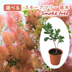 Iׂ X[Nc[ c c 13.5cm|bg 20`50cm X[Nc[ X[NubV PmL ̖ nO}mL F̖ smoketree