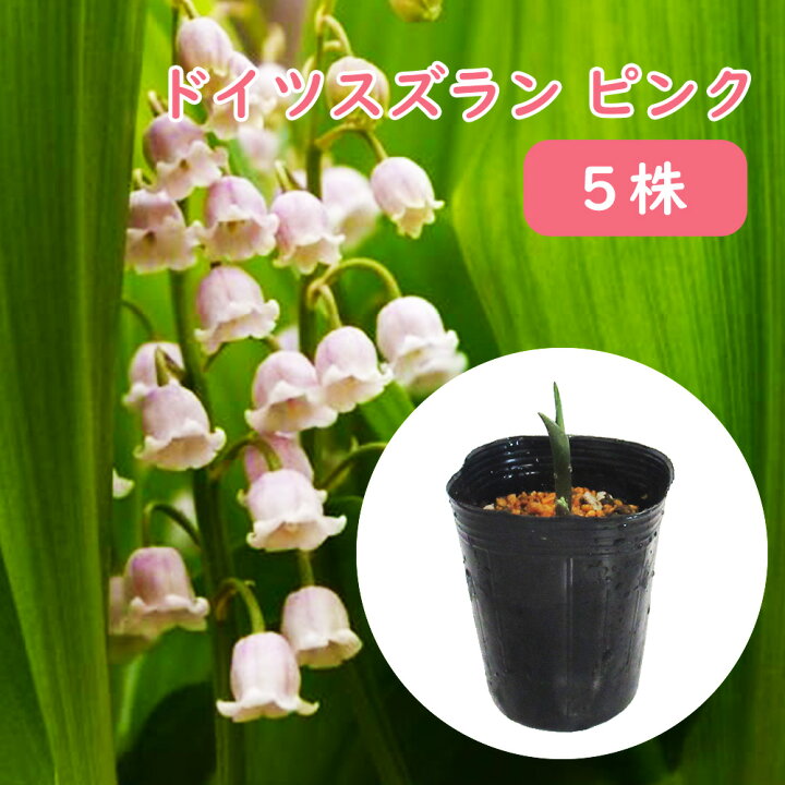 楽天市場】「 ドイツスズラン ピンク ポット苗 5株 」苗 苗木 9cm 