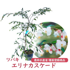 �c�o�L �u �G���i�J�X�P�[�h �v �c �c�� 15cm�|�b�g ������50cm �_�ѐ��Y�� ��c�o�^���i PVP ��� ���_ �A�� ���� �K�[�f�j���O �V���{���c���[ �L�O�� �v���[���g �M�t�g