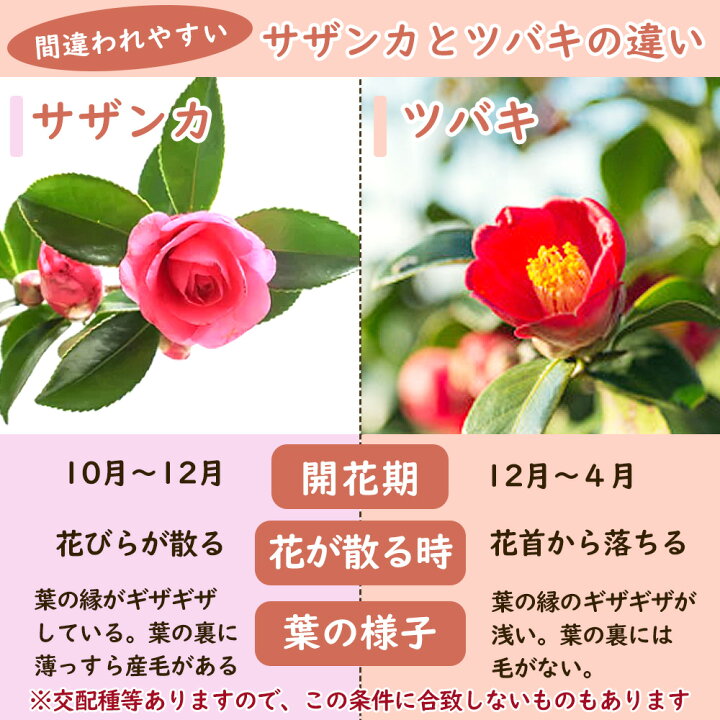 楽天市場 選べる サザンカ 山茶花 １株 苗 苗木 12cmポット 樹高約30cm 山ツバキ 小ツバキ 油茶 カタシ 山茶 梅茶 庭木 生垣 植木 造園 ガーデニング シンボルツリー 記念樹 プレゼント ギフト 富士園芸楽天市場店