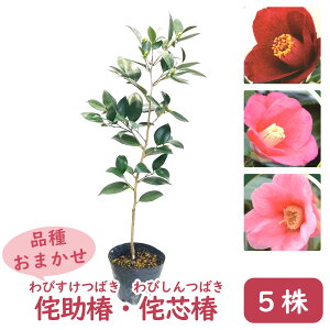 侘助 盆栽 植木の人気商品 通販 価格比較 価格 Com