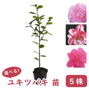 �I�ׂ� �u ���L�c�o�L ( ��� ) �v�y5���z �c �c�� 12cm�|�b�g ������45cm �� �I�N�c�o�L �c�o�L ��� ���_ �A�� ���� �K�[�f�j���O �V���{���c���[ �L�O�� �v���[���g �M�t�g