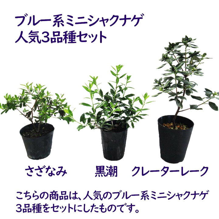 楽天市場 ブルー系ミニシャクナゲ 人気３品種セット クレーターレーク さざなみ 黒潮 ブルー ツツジ ミニツツジ ブルーツツジ シャクナゲ 苗 苗木 庭木 植木 鉢花 富士園芸楽天市場店