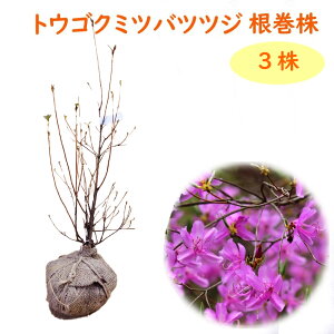 トウゴクミツバツツジ 根巻株 【3株】 樹高約40cm苗 苗木 東国 東国三つ葉躑躅 トウゴクミツバ 庭木 植木 目隠し 生垣 記念樹 落葉樹 紅葉 低木 中低木 造園 シンボルツリー